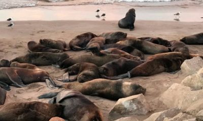 150 lobos marinos aparecen muertos en playa de BCS