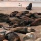 150 lobos marinos aparecen muertos en playa de BCS