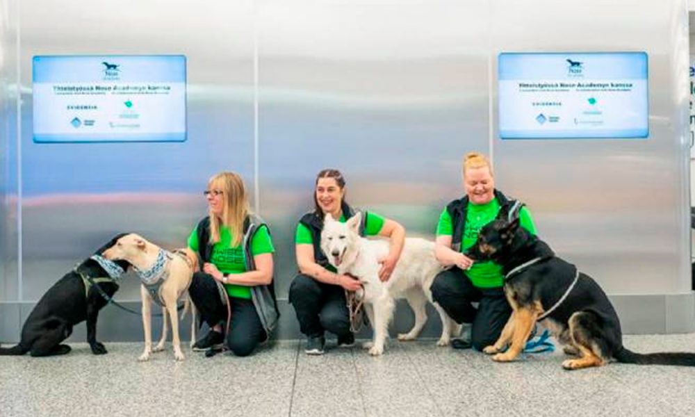 Finlandia usa perros para detectar la COVID-19 en aeropuerto