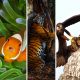 Las mejores fotografías de Vida Salvaje y ganadoras de Wildlife Photographer of the Year 2020