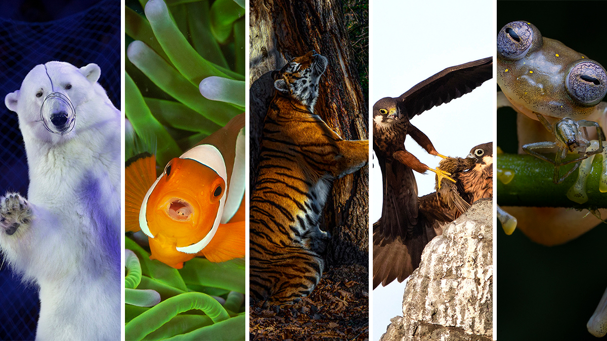 Las mejores fotografías de Vida Salvaje y ganadoras de Wildlife Photographer of the Year 2020