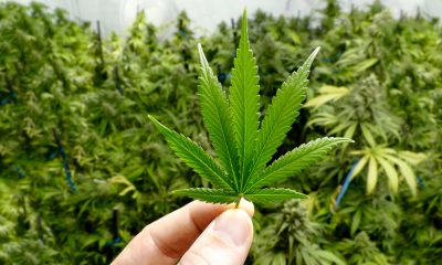 Adultos mayores de 18 años podrán consumir marihuana, con Regulación y Control del Cannabis