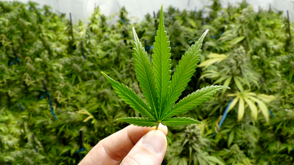 Adultos mayores de 18 años podrán consumir marihuana, con Regulación y Control del Cannabis