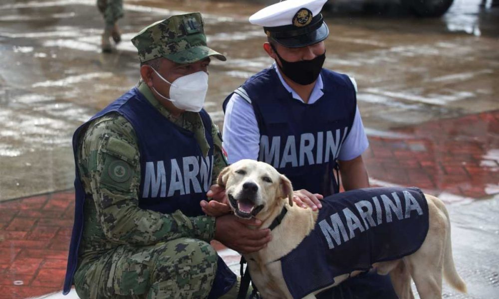 perrito rescatado en inundaciones ya es todo un marino