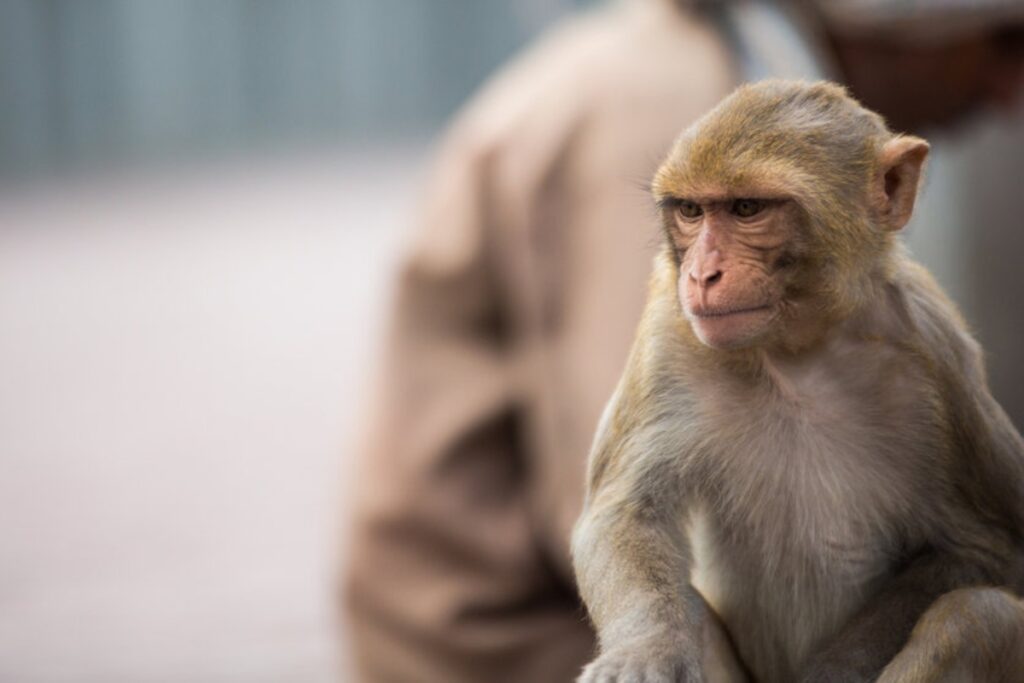 viruela del mono primate enfermedad 1