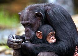 Dia del chimpance 1