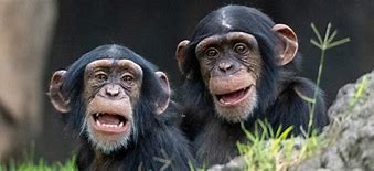 Dia del chimpance