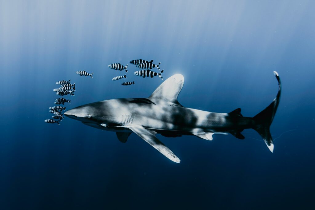 El verdadero peligro de los tiburones mas victimas que victimarios