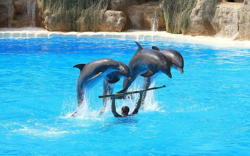 dolphins preview delfin herd 800x500 1 e1656757915992