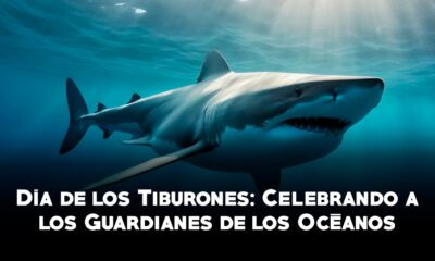 lo tqm tiburon blog