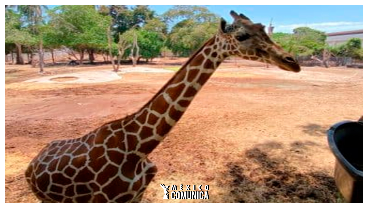 DESAPARECE UNA JIRAFA DEL ZOOLOGICO DE CULIACAN 36 Sitio Web yo Recuperado 32