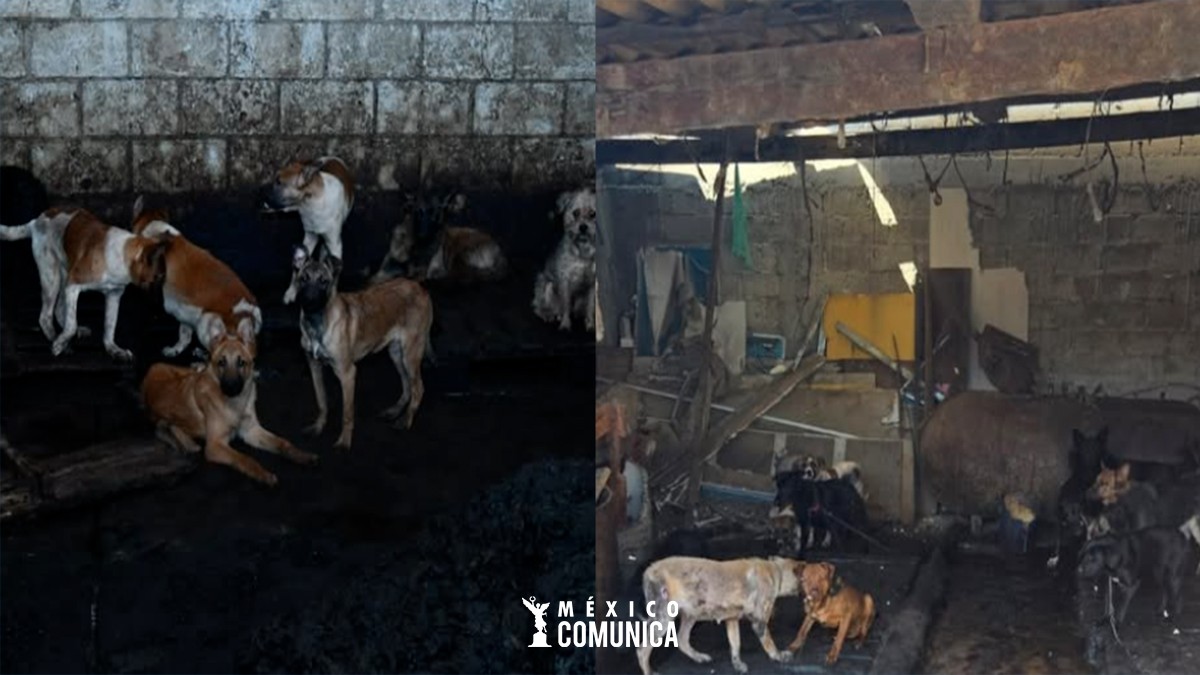 DEASGRACIADO VENDE CARNE DE PERRO COMO CARNE FRESCA DE RES 36 Sitio Web 29