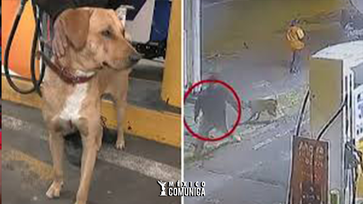 HÉROE DE CUATRO PATAS: CÁMARA CAPTA A PERRITO CALLEJERO ‘ 36 Sitio Web Recuperado 6