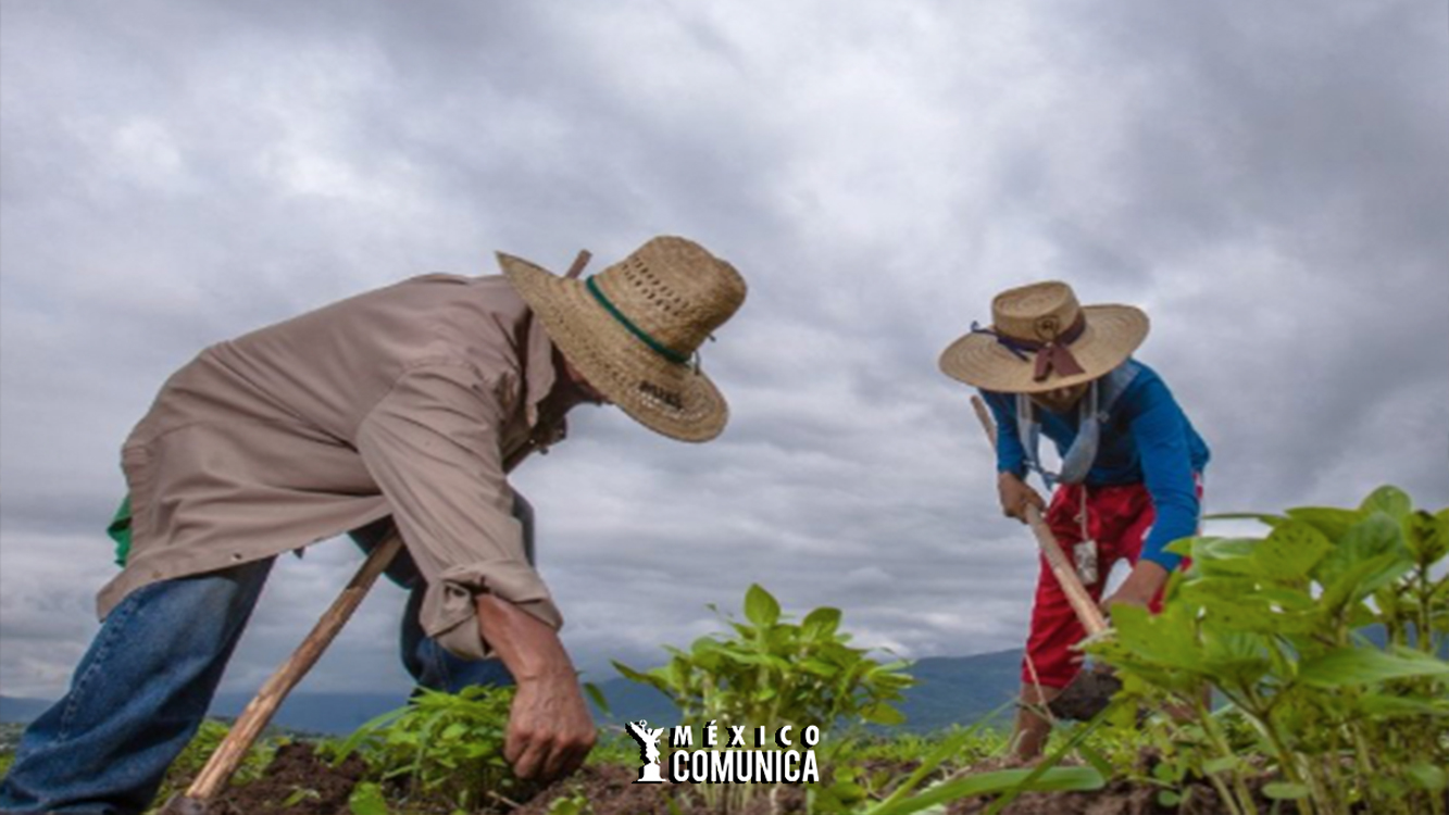 MORELOS APUESTA POR LA TIERRA VIVA: EL GOBIERNO IMPULSA LA AGROECOLOGÍA EN BUSCA DE UN FUTURO SOSTENIBLE 36 Sitio Web 27
