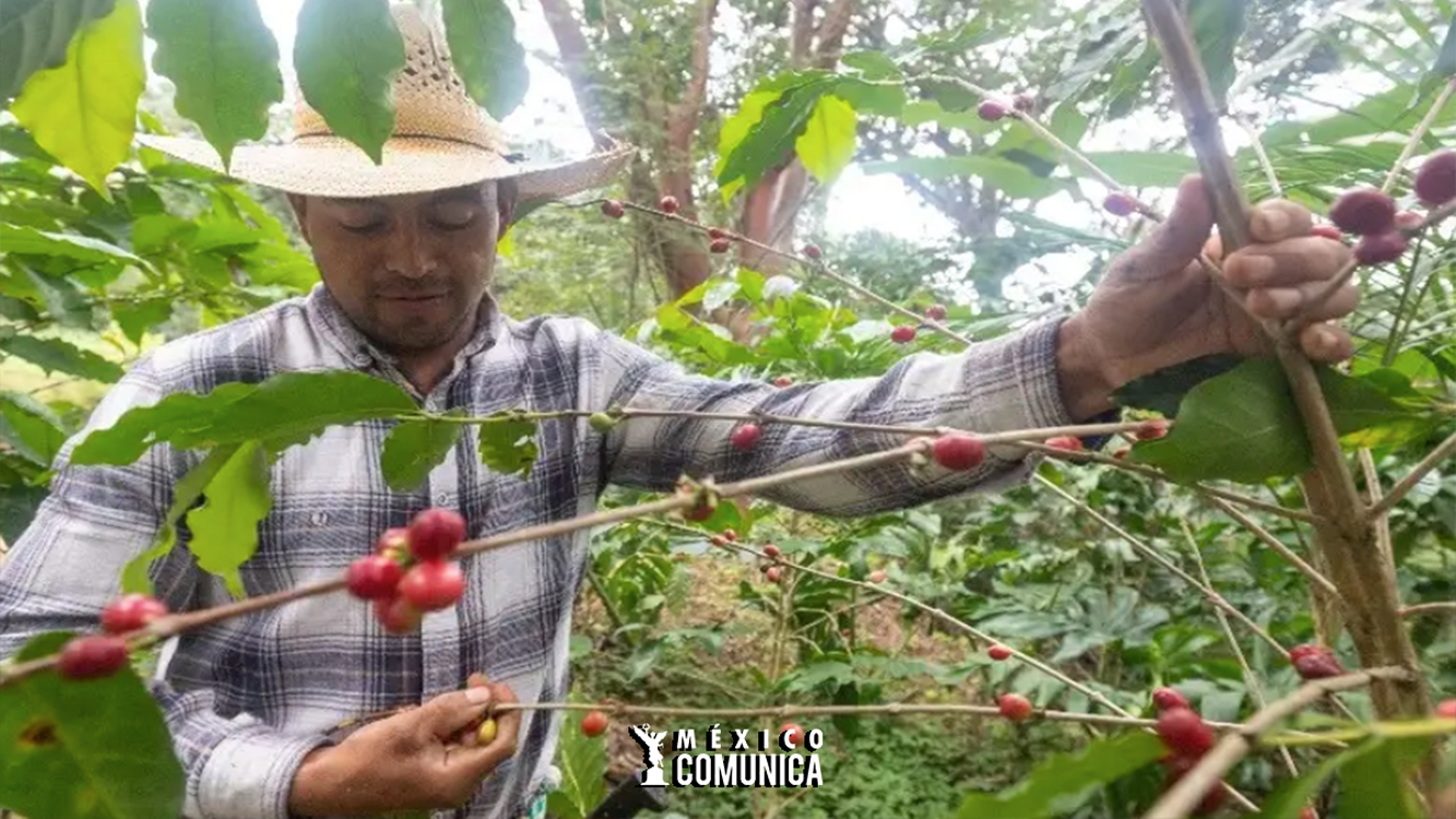 Café Morelense: Sabor e Identidad que Despiertan el Turismo en Jiutepec y el Estado 36 Sitio Web Recuperado 3