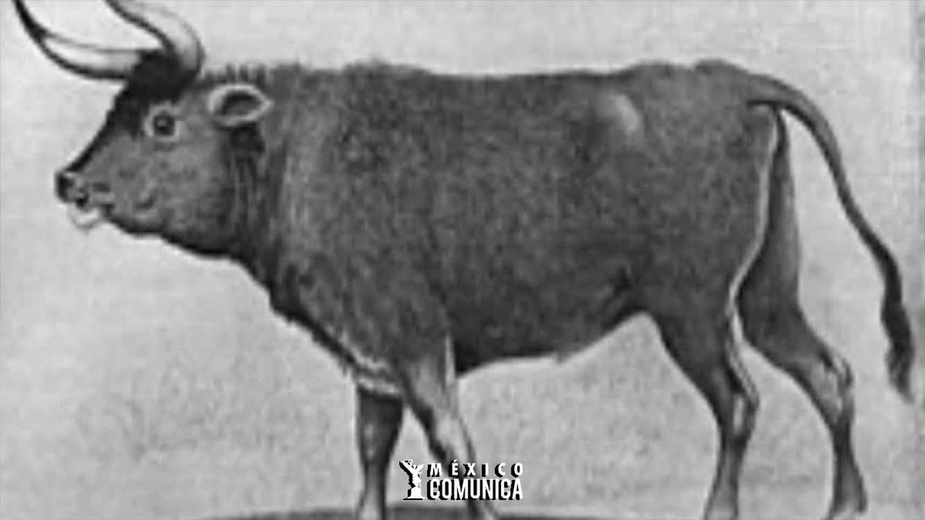 LA EVOLUCIÓN OCULTA DEL GANADO: CÓMO EL HOMBRE MOLDEÓ A LA VACA MODERNA 36 Sitio Web 46