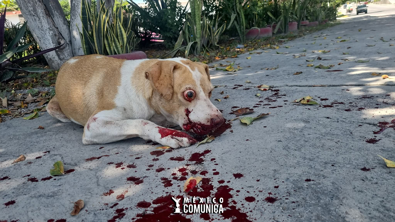 AYUDA PARA "REFUGIO DE ESPERANZA": ¡CACHORRITA NECESITA CIRUGÍA URGENTE! 36 Sitio Web 56